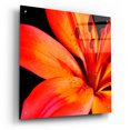 thumbnail image 2 of Epic Art 'Orange Flower on Black 02' by Tom Quartermaine, Acrylic Glass Wall Art, 24"x24", 2 of 8