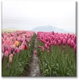 thumbnail image 1 of Cuadro Canva Listo Para Colgar Tipo Galería Campo De Tulipanes 80X80 cm, 1 of 4