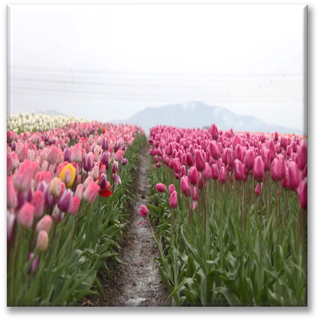 Cuadro Canva Listo Para Colgar Tipo Galería Campo De Tulipanes 80X80 cm