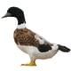 thumbnail image 1 of Figuras de aves de corral artificiales realistas: gallo, pollo, ganso, pato, accesorios para fotos, 1 of 4