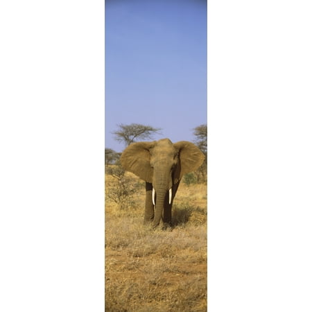 Elephant in a field Samburu National Reserve Kenya Poster