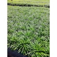 Dwarf Mondo Grass Live Plants Plug Size Shade Loving Evergreen