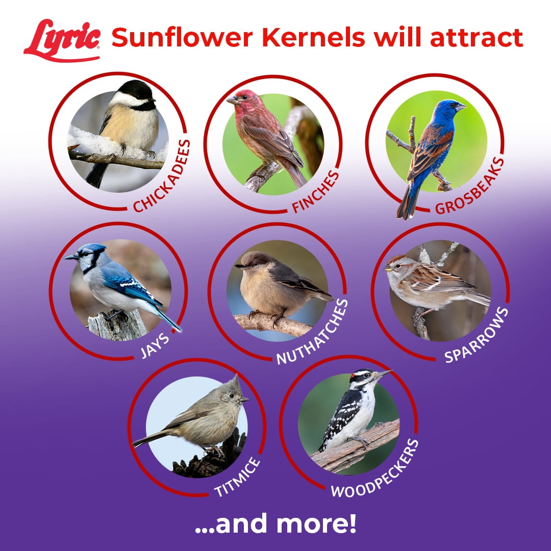 Lyric Sunflower Kernels Wild Bird Seed No Waste Bird Food - Attracts Finches & More - 10 lb. (Pack of 2-5 lb. Bags)