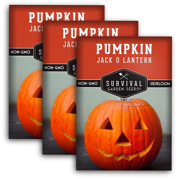 3 Packs Jack-O-Lantern Pumpkin Seeds - Non-GMO Heirloom Full Sun Annual Vegetable