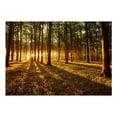 thumbnail image 2 of Tiptophomedecor Peel and Stick Forest Wallpaper Wall Mural - Summer: Morning In The Forest - Removable Wall Decals, 2 of 3