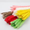 thumbnail image 4 of Phagmites De Hierba De Pampas Secas Pequeñas Decoración De Fragmitas Pequeños De Pampas Pequeños De Hierba De Decoración De Flores Secas Para Bodas En El Hotel Noticed HA044444-08, 4 of 6