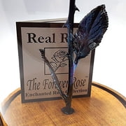 Forever Rose USA Brand - The Beauty and The Beast Rose - Enchanted Rose - This is a Real Rose! … (Yellow)