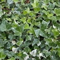 thumbnail image 2 of Ivy Plant Live Fast-growing, Potted 3-5" in Tall, Climbing Indoor Outdoor Houseplant, Easy Care Trailing Vine, Fast Growing Small Starter Plant for Home Office Décor (Variegated English Ivy), 2 of 6
