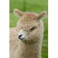 thumbnail image 2 of Baby Alpaca Wall Mural by Wallmonkeys Peel and Stick Graphic (24 in H x 16 in W) WM286118, 2 of 4