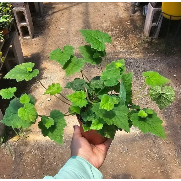 Piggyback Plant Live in 4 Inche Pot, Tolmiea Menziesii Plant, Ground Cover Plant, Perennial Herb Plant, Houseplant