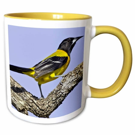 3dRose USA, Texas, Santa Clara Ranch. Audubon oriole on limb. - Two Tone Yellow Mug,