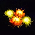 thumbnail image 4 of Lámpara Solar de crisantemo, 2 uds., luz de jardín, flores artificiales, césped, paisaje, jardín, decoración exquisita, creativa Iluminación y accesorios Crisantemo amarillo Crisantemo amarillo Billuyoard HA073440-02, 4 of 6