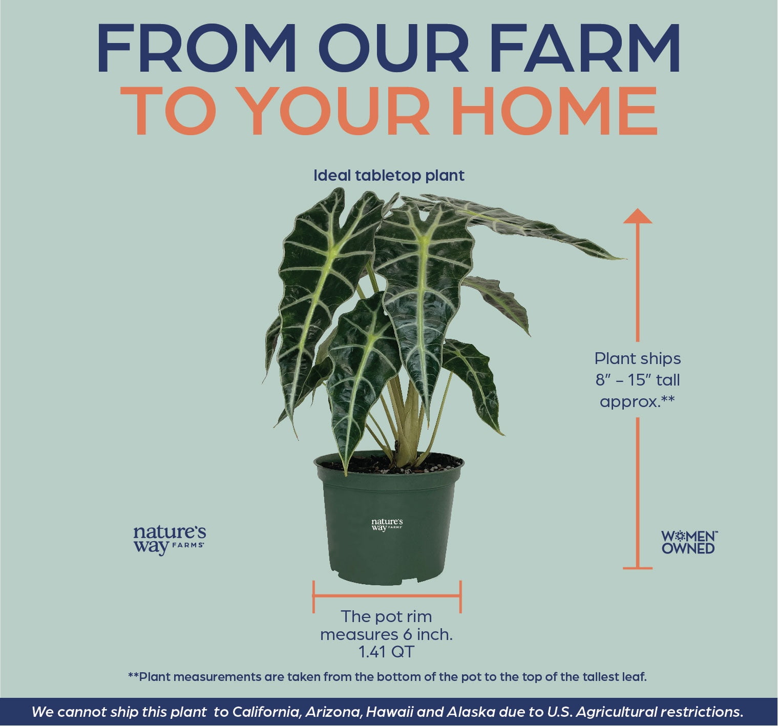 Nature’s Way Farms Alocasia Amazonica Indoor Live Plant (8-15in Tall) in Grower Pot