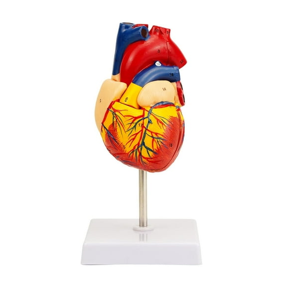 Human Heart Model Anatomy, 2-Part Life Size Anatomical Heart with Accurate Numbered Structures for Science Education
