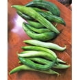 thumbnail image 5 of TomorrowSeeds - Buag Ngu Snake Gourd Seeds - 10+ Count - For 2025 Planting White Striped Green, 5 of 11