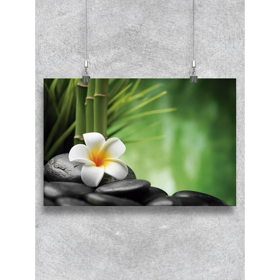 Bamboo And Frangipani Flower Poster -Image by Shutterstock