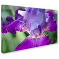thumbnail image 2 of Trademark Fine Art 'Glowing Iris' Canvas Art by PIPA Fine Art, 2 of 3