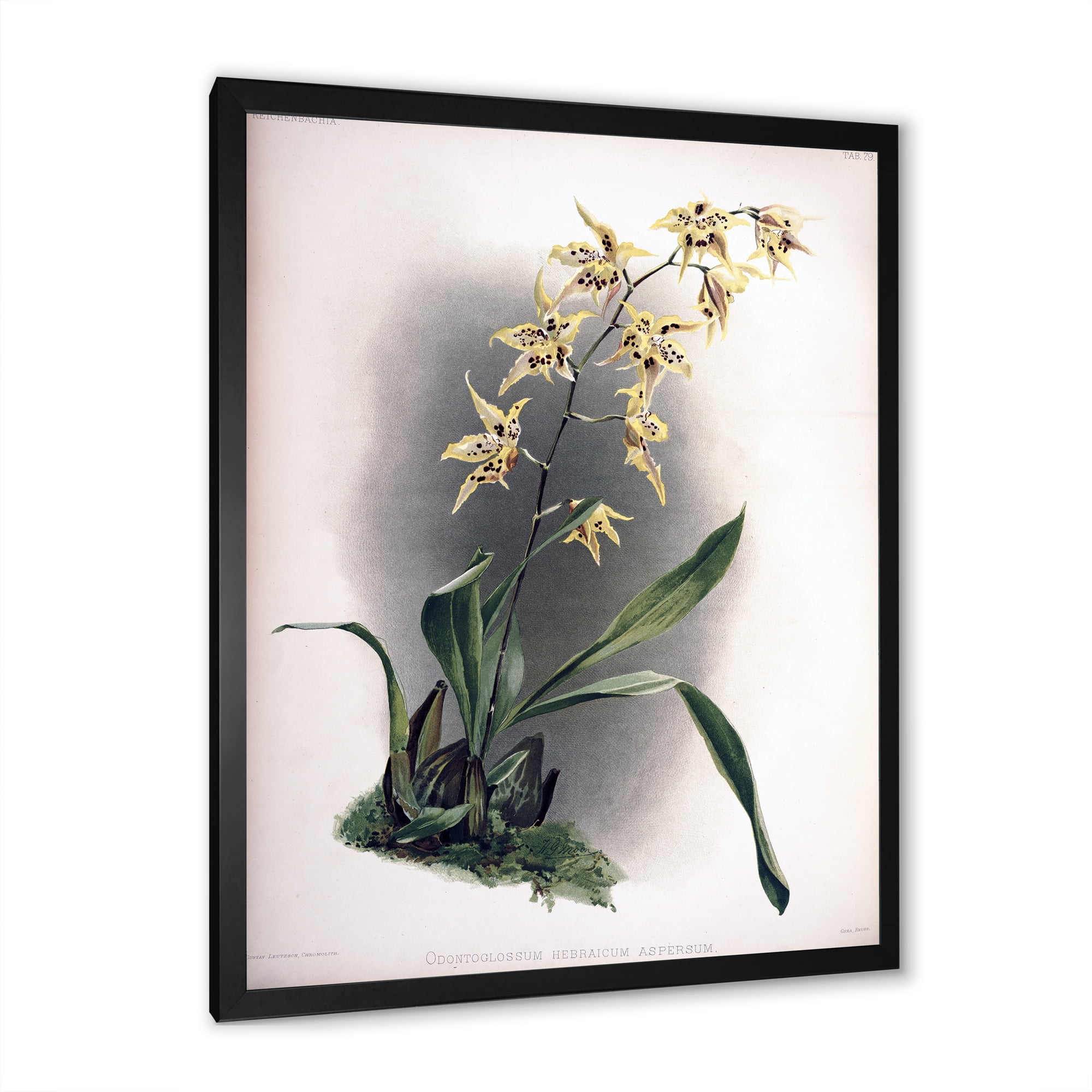 Designart 'Ancient Orchid Flower' Traditional Framed Art Print