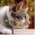 thumbnail image 1 of HWZWT Smart Gps Cat And Dog Collar Tracker, 1 of 4