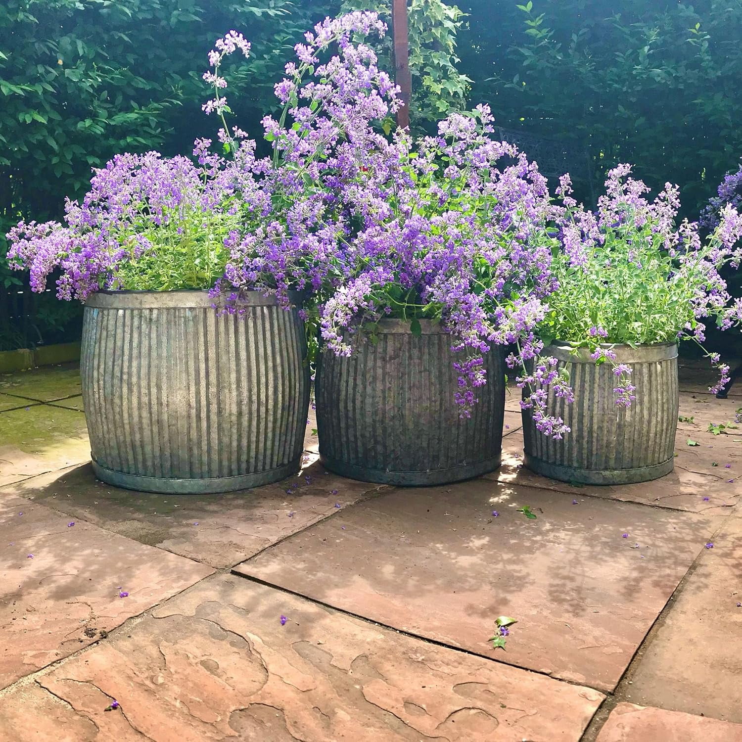 French Country Style Belly Bucket Planters, Set of 3, Galvanized Metal , Corrugated Cache Pots, Rustic Wash Basin, From Over 1 Ft Diameter (17 - 12 Inches)