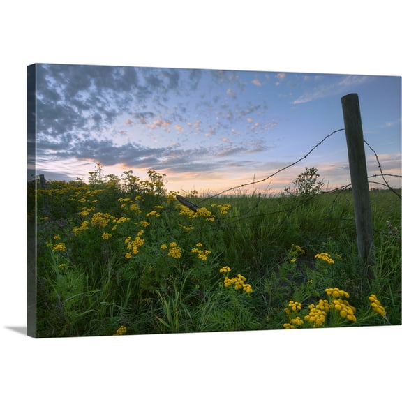 Great BIG Canvas | "A Summer Evening Sky With Yellow Tansy Flowers And Fence, Alberta, Canada" Canvas Wall Art - 30x20