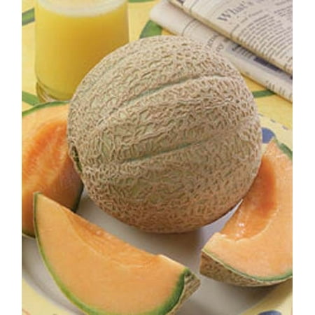 Cantaloupe Hearts of Gold Great Heirloom Vegetable 50