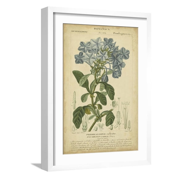 Art.com Floral Botanica II Art Print by Turpin, White Frame Wall Art, 17" x 23"