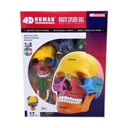 4D Master 4D Human Anatomy - Didactic Exploded Skull Anatomy Model