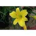 thumbnail image 4 of Daylily Yangtze I 10 Live 3 Inch Pots I Hemerocallis  Yellow Flowers  Lush Scarlet Blooms, Exquisite Perennial Highlight, Effortless Growth for Garden Brilliance, 4 of 5