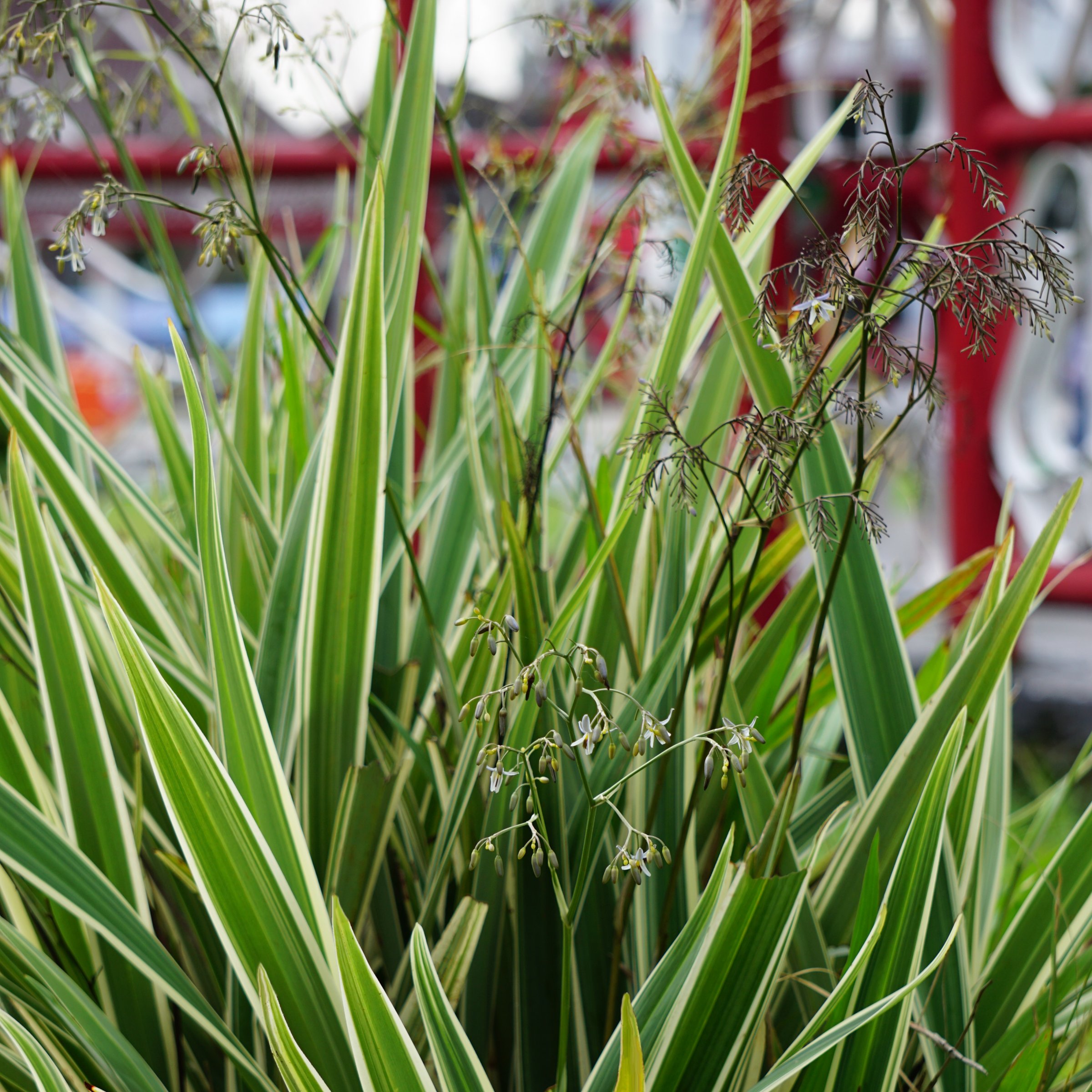 3 gal. Dianella Flax Lilly Plant