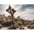 thumbnail image 2 of Perry, Rachel 18x15 White Modern Wood Framed Museum Art Print Titled - Views of Joshua Tree VIII, 2 of 4