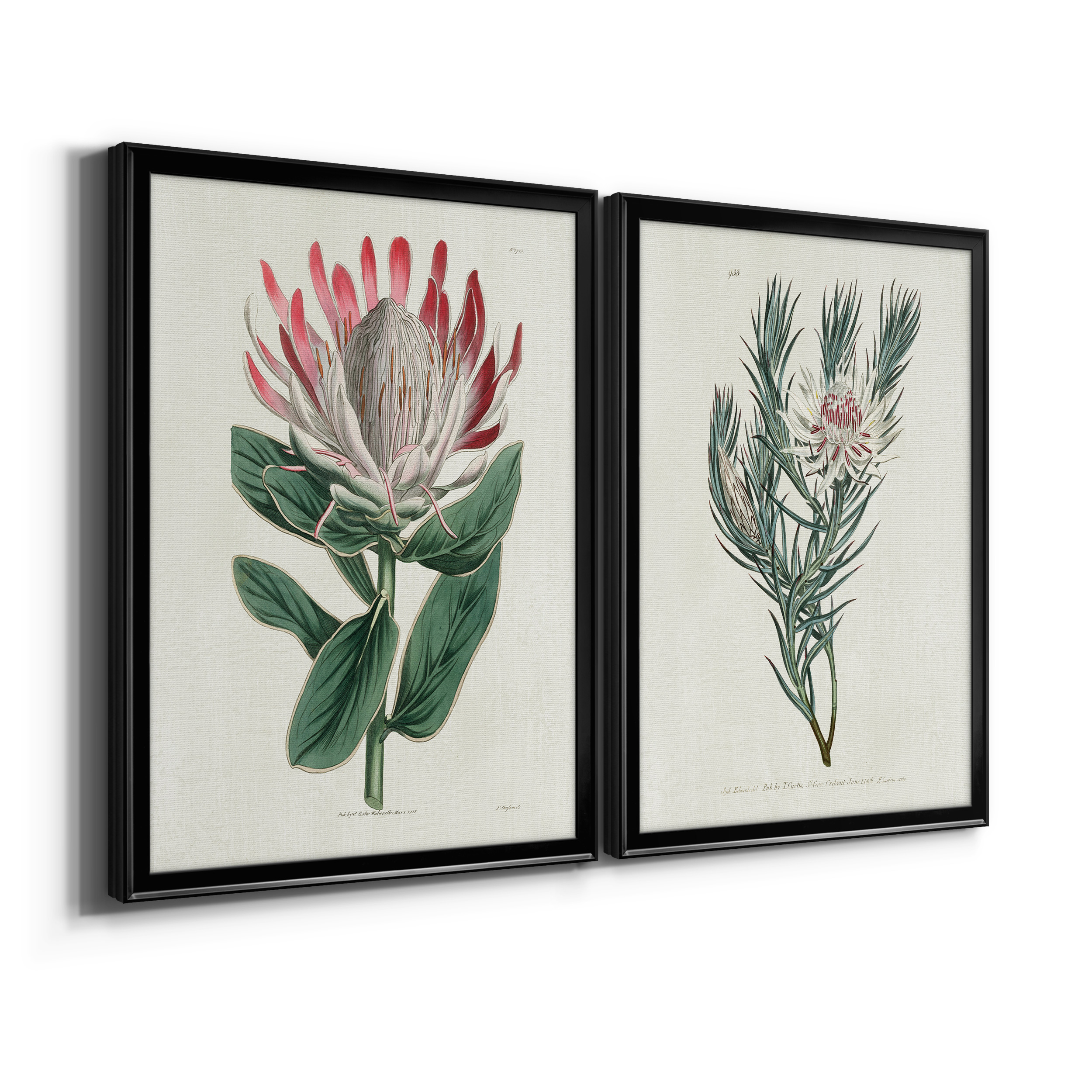 2 Piece Set Protea N13 Premium Framed Canvas - Ready to Hang - 22.5 x 30.5 Each - Black Frame