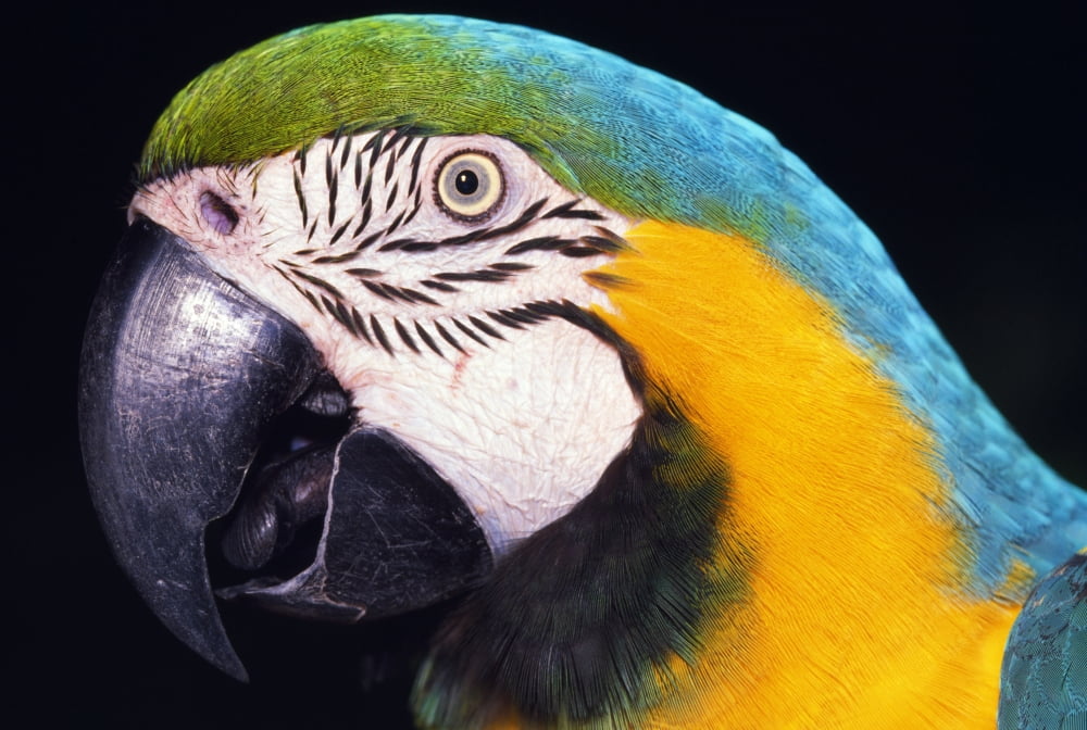 Parrot Canvas Art -