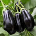 thumbnail image 6 of Purple Eggplant Plant in Pot, 4 to 6 Inch Tall Eggplant Live Plants, Vegetable Eggplant, 6 of 6
