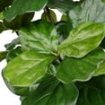 thumbnail image 1 of Vickerman 7' Potted Fiddle Tree 89Lvs - TB180284, 1 of 2