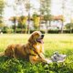thumbnail image 5 of Juguetes para Perros Juguetes para Cachorros Juguetes para Perros que Huelen Pitido, 5 of 5