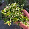 thumbnail image 2 of Trifolium Lucky Clover, Red Stripes, Shamrock Clover - Pot Size: 3in (2.6x3.5in) - Flowers, 2 of 6
