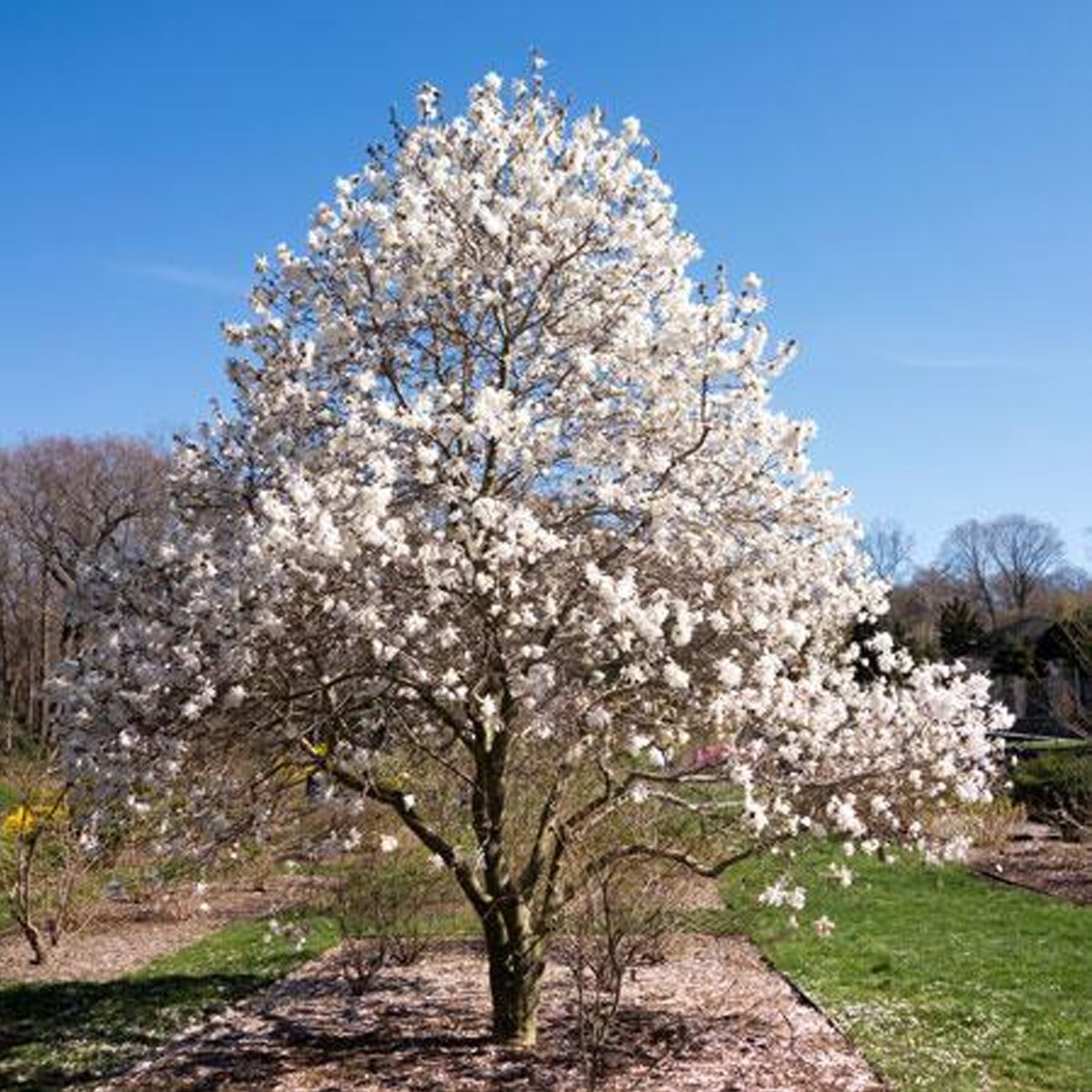 Expert Gardener 1-2' Magnolia Japanese Green Star (Wisdom™ Series) Live Tree in 1 gal. Grower Pot