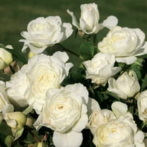 Heirloom Roses Luna Love White Rose Live Plants