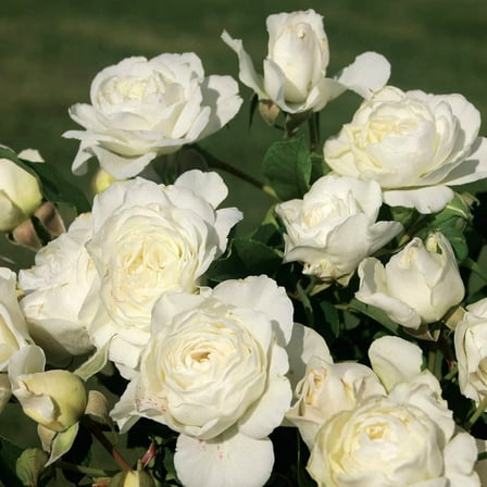 Heirloom Roses Luna Love White Rose Live Plants