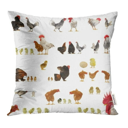 ARHOME Red Farm Chicken Histories on White Animal Hen Egg Cock Chick Rooster Poultry Pillowcase Cushion Cover 18x18 inch