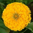 thumbnail image 4 of TomorrowSeeds - South of the Border Mix Zinnia Seeds - 1200+ Count - For 2026 Planting Sombrero, 4 of 4