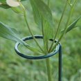 thumbnail image 4 of 8 piezas hermosa planta soporte flores soporte anillo Metal planta estacas Afortunado Sencillez, 4 of 4