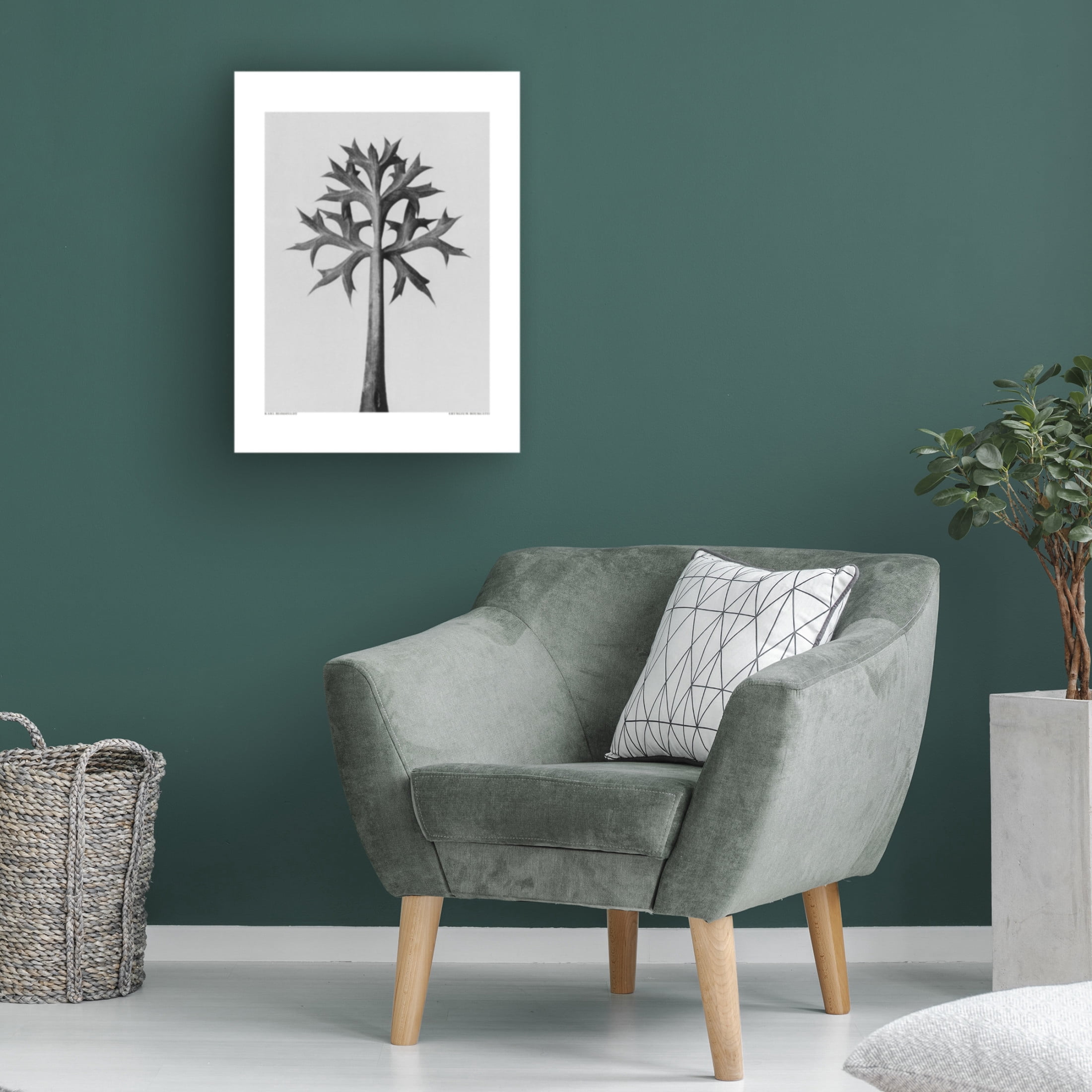 Trademark Fine Art Pictufy  Eryngium Bourgatii Canvas Wall Art
