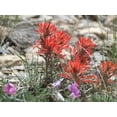 thumbnail image 1 of 50 Red INDIAN PAINTBRUSH Castilleja Indivisa Flower Seeds, 1 of 5