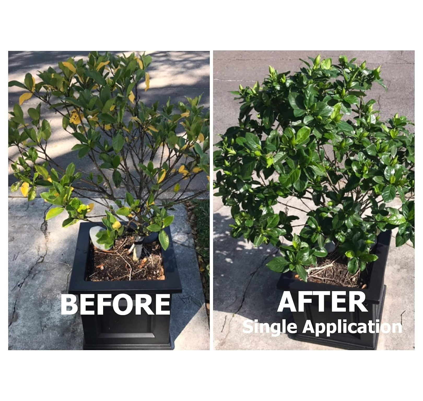 20-20-20 Water Soluble Fertilizer - Balanced NPK Plant Food with Kelp, Indoor/Outdoor Plants, Garden & Turf - 3 lbs