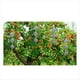 thumbnail image 5 of Juego 8 Unidades Discos Repelentes Pájaros, Dispositivo Colgante Reflectante para Mantener Alejados A los Pájaros Como Pájaros Madera para Palomas, Pájaros Madera, Rombos, 5 of 5