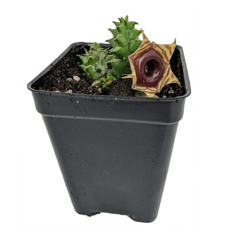 Lifesaver Succulent Plant - Huernia - Exotic Flower - 2.5" Pot