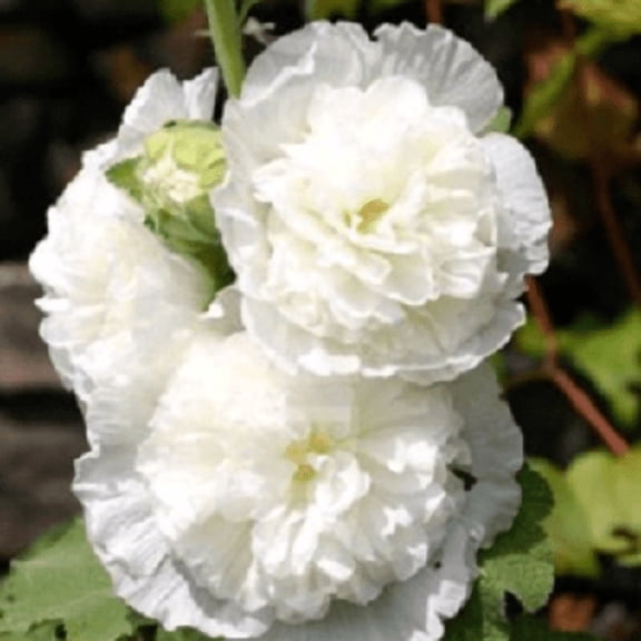 25 Double White Hollyhock Seeds – Tall Perennial Cottage Garden Flower – Pollinator Friendly Blooming Plant