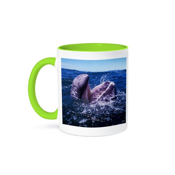 3dRose, Gray Whale Calf in San Ignacio Lagoon Eschrinchtius robustus in Baja California, Mexico, 11oz Two-Tone Green Mug